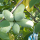 Image for article titled The Tastiest Berries That Grow Wild In North America